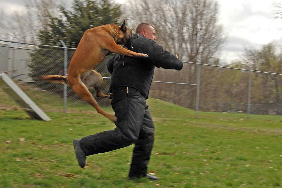 dog jumping on person