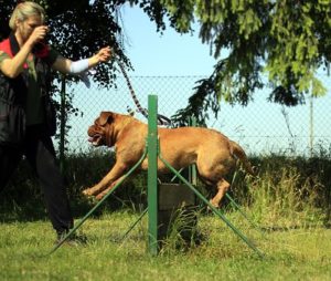 man training dog