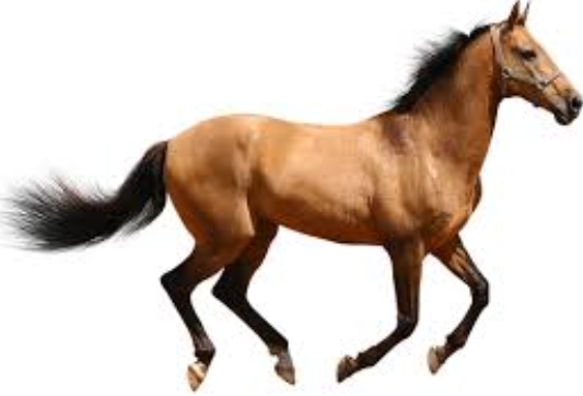 horse wall art