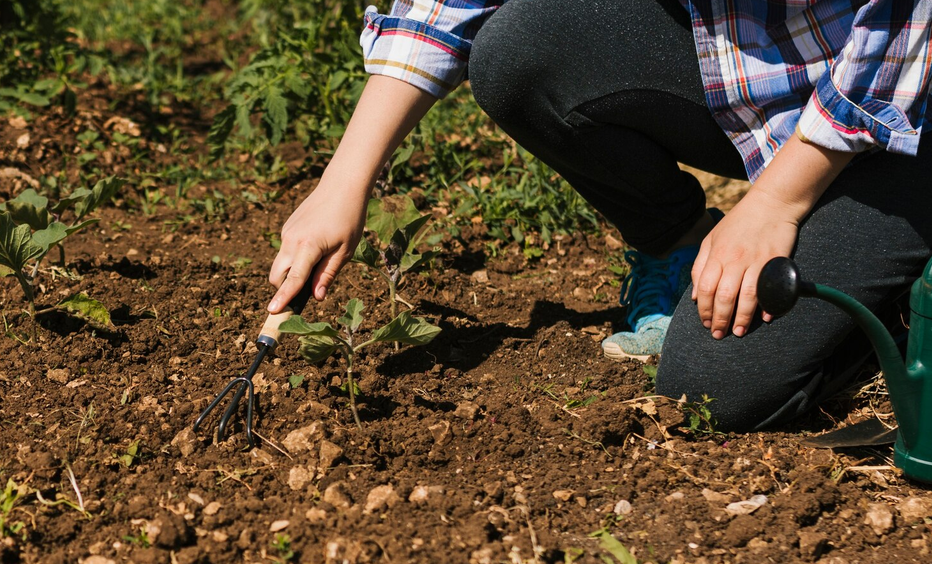 checking soil 